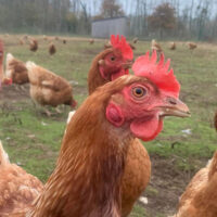 Poulets